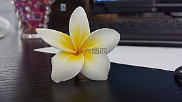 雞蛋花,白色花,旋轉(zhuǎn)