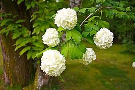雪球樹,植物,灌木