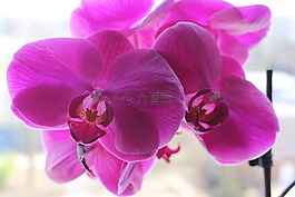 蘭花,鮮花,夏季