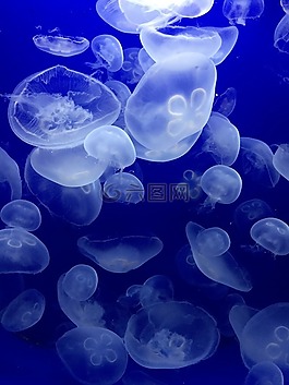海蜇,海,水獸