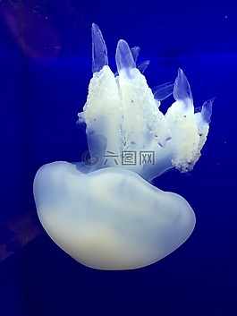海蜇,海,海洋動物