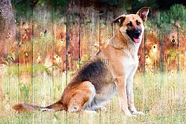 狗,德國牧羊犬,動物