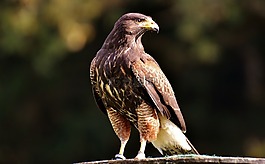 阿德勒,猛禽,鷙鳥