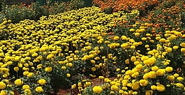 万寿菊,花,黄色