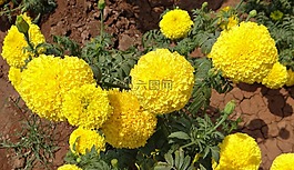萬壽菊,花,黃色