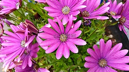 鮮花,花卉,性質(zhì)