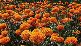 萬壽菊,鮮花,花園