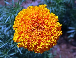 万寿菊,花,黄色