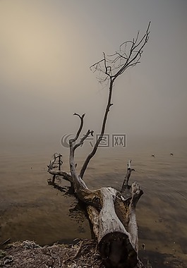 樹,性質(zhì),黎明
