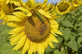 太陽(yáng)花,花,夏季