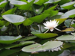 池,花園,攝影