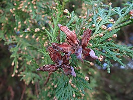 性質(zhì),針葉樹,科
