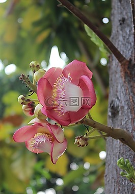 花,自然,春