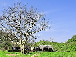 原野,山寨,景觀
