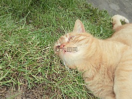 貓,小貓,國(guó)內(nèi)的貓