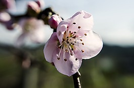 加利西亚,花,春