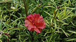 紅色,花,自然