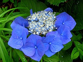 繡球花,雨,一滴水