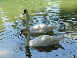 動物,天鵝,湖