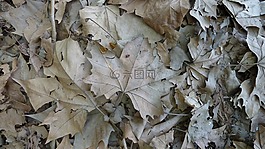 楓,秋,葉子