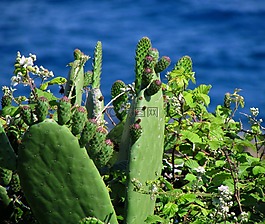 植物,海,仙人掌