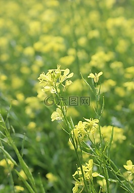 黃色,花,性質(zhì)