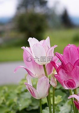 郁金香,粉紅色,花園