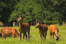 鹿,游戲,公園