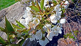 植物,鮮花,春