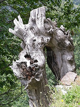 性質(zhì),樹木,板栗