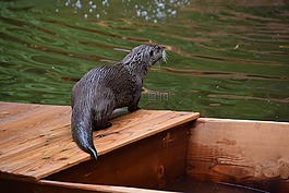 獺,性質(zhì),濕