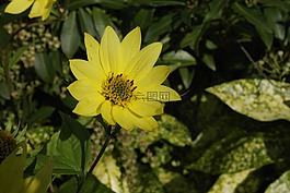 自然,花,黃色