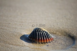 外殼,砂,海