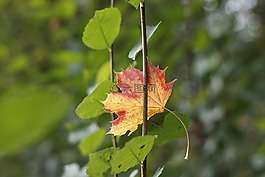 葉,自然,植物區(qū)系