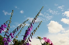 花,紫色,開花