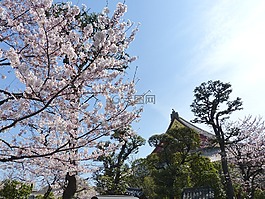 櫻花,日本,櫻桃