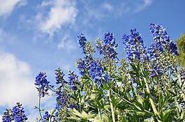 花,紫色,開(kāi)花