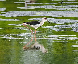 鳥,野生動(dòng)物,湖