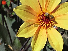 開花,野生花卉,花的