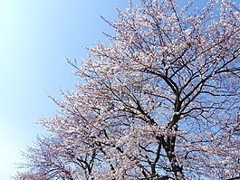 櫻花,日本,櫻桃