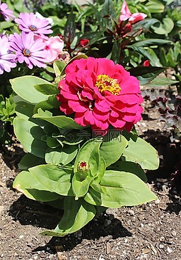 花,美麗,綠色