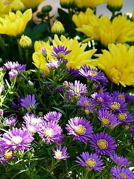 鮮花,花,黃色