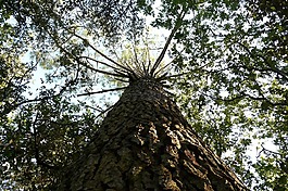 松,松 pinea,树树皮