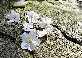 櫻花,日本,櫻桃