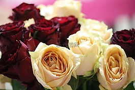 玫瑰,開花,束玫瑰