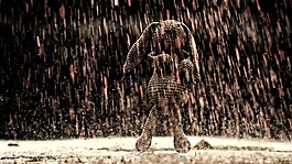 雨,争端,野兔