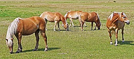 haflinger,馬,淺棕色