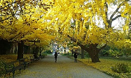 秋季,葉子,公園