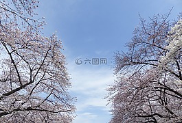 櫻花,日本,櫻桃