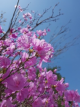 春天的花朵,映山紅,映山紅花朵
